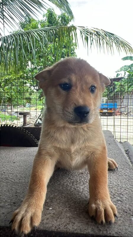 中华田园犬，五黑犬，黄狗白面，铁包金，五赤-manila58.com