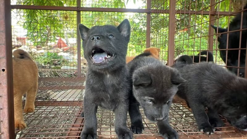中华田园犬，五黑犬，黄狗白面，铁包金，五赤-manila58.com