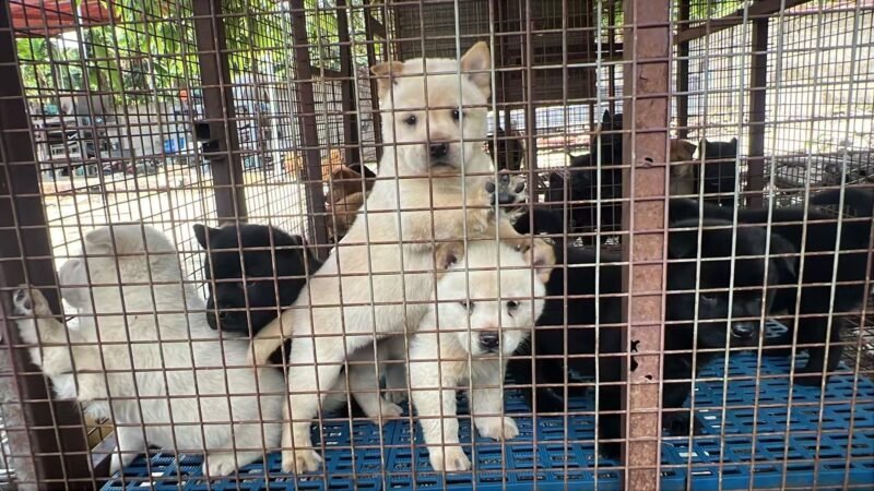 中华田园犬，五黑犬，黄狗白面，铁包金，五赤-manila58.com