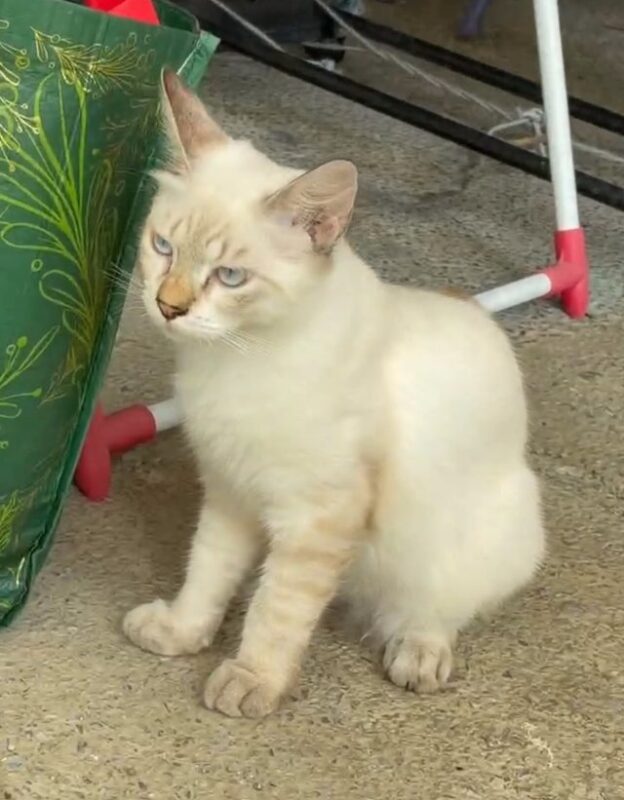 猫咪2个，希望爱猫人士免费领养，有意请飞机@Jakarta6803-manila58.com