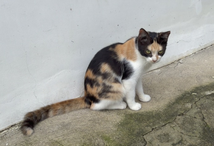 猫咪2个，希望爱猫人士免费领养，有意请飞机@Jakarta6803-manila58.com