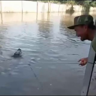 波贝洪水中惊现大鳄鱼，当地警方和民众…-manila58.com