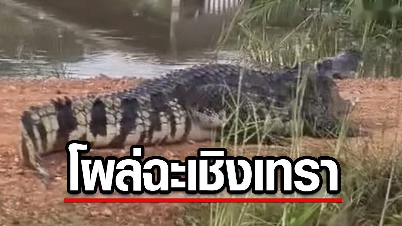 #泰国新闻 北柳府水渠旁发现巨型鳄鱼…-manila58.com